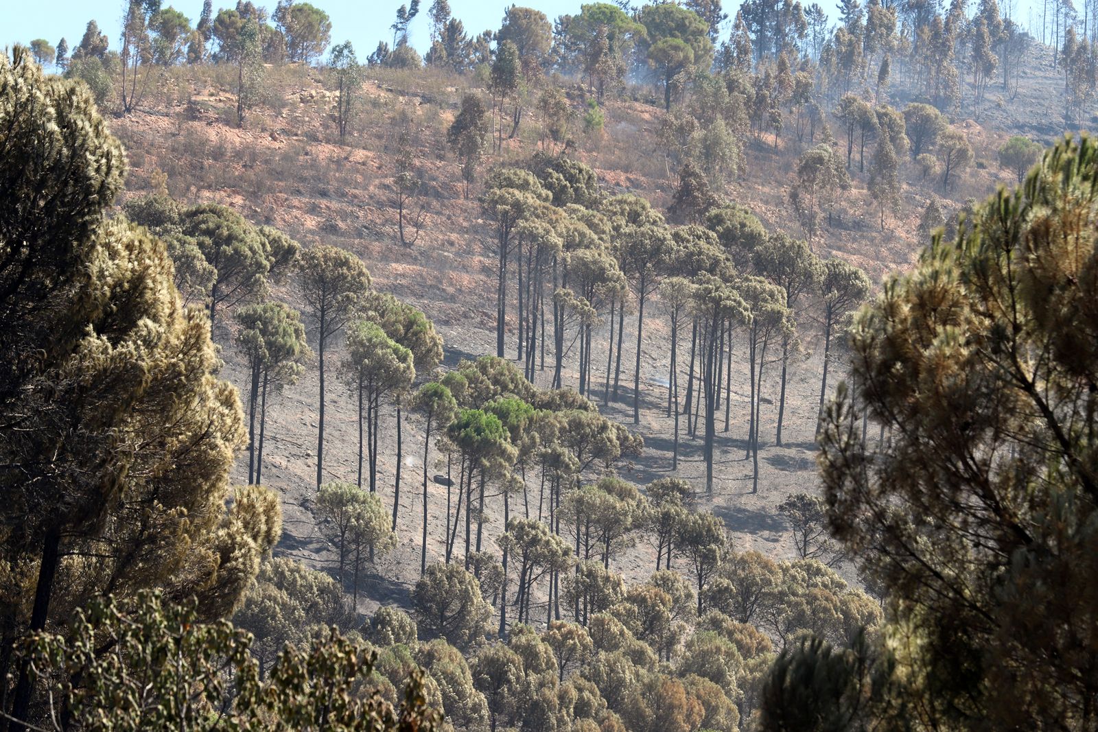 Imágenes de la devastación que deja a su paso el incendio de Almonaster la real.