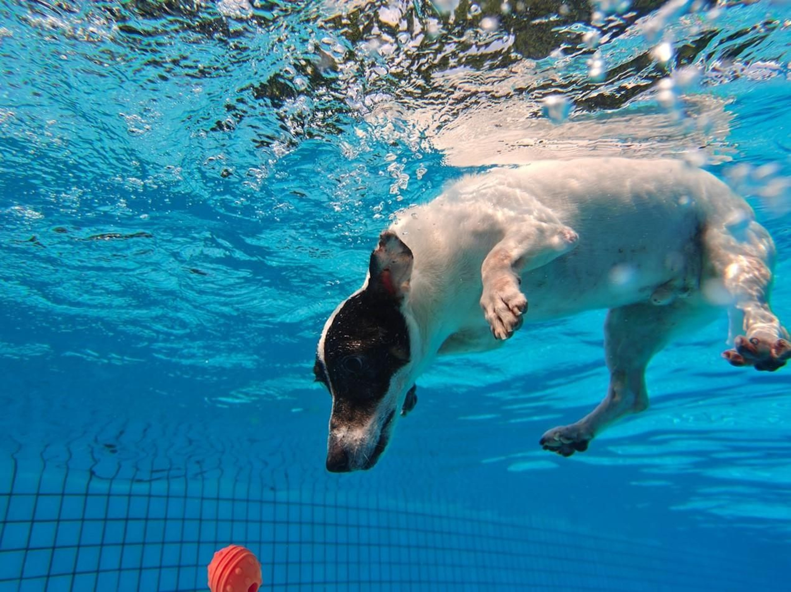 Realme GT 7 Pro: fotografía submarina