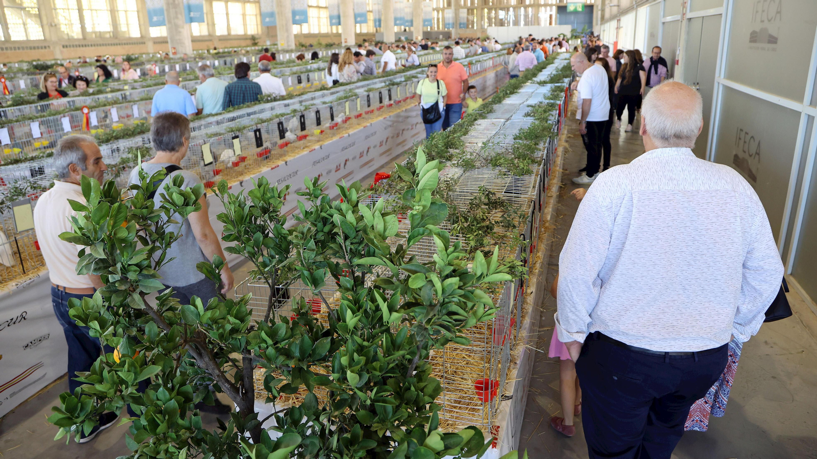 Gran afluencia de público en la clausura de Fegasur