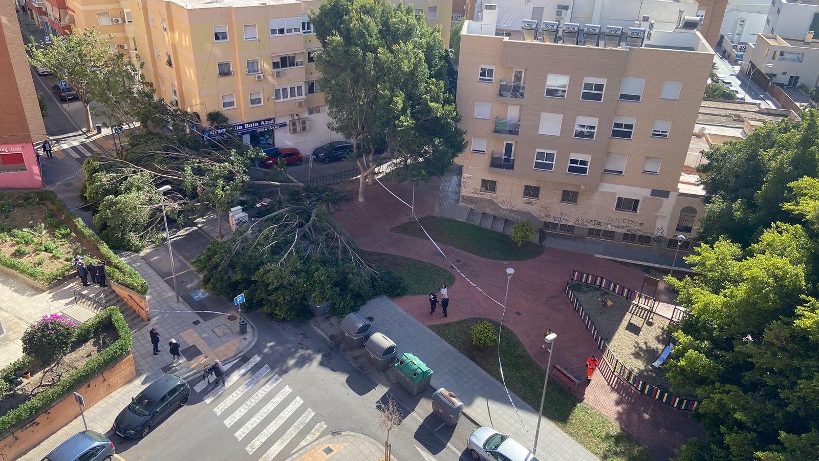 Árboles caídos junto a la Bola Azul.