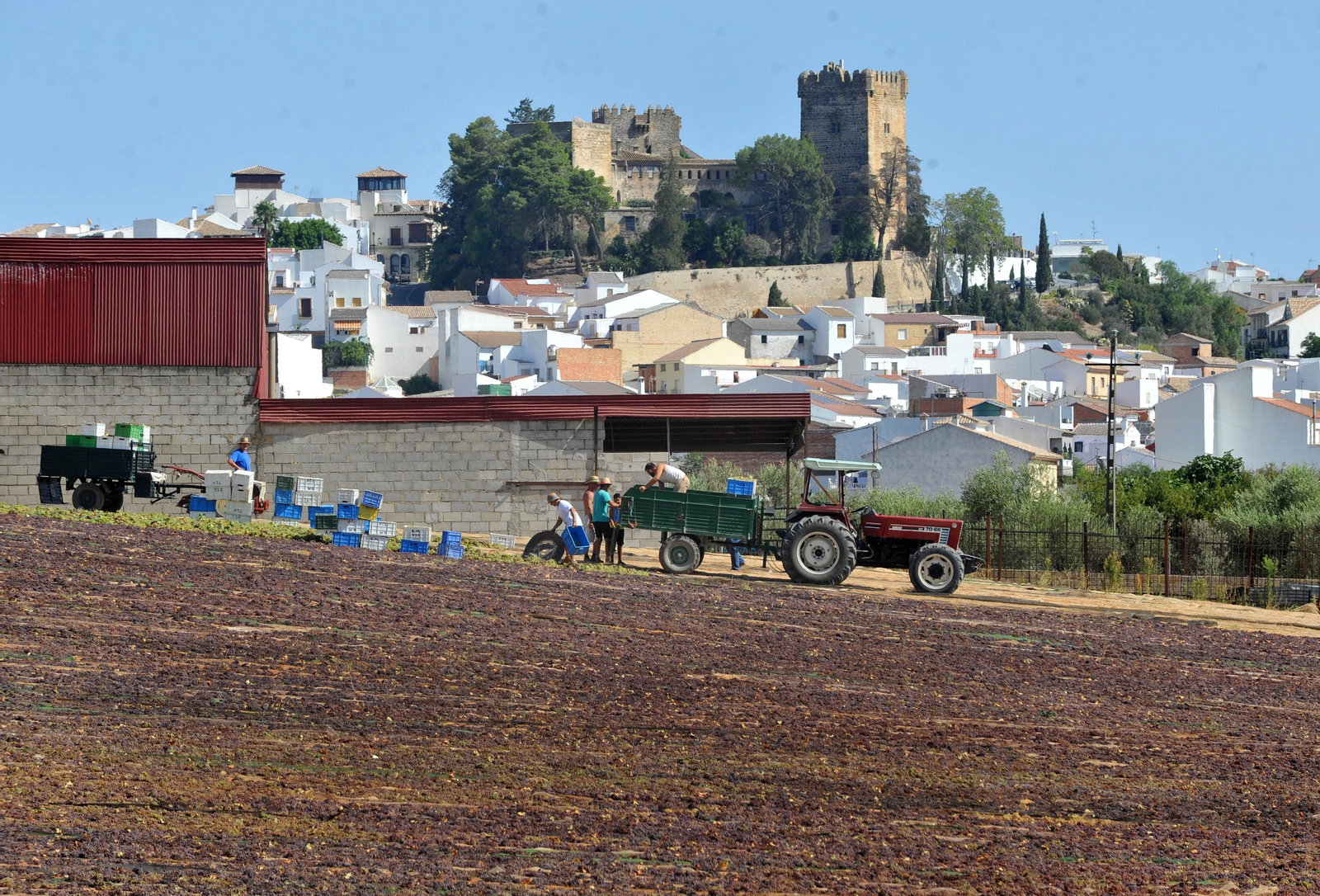 Así se elabora el vino Pedro Ximénez