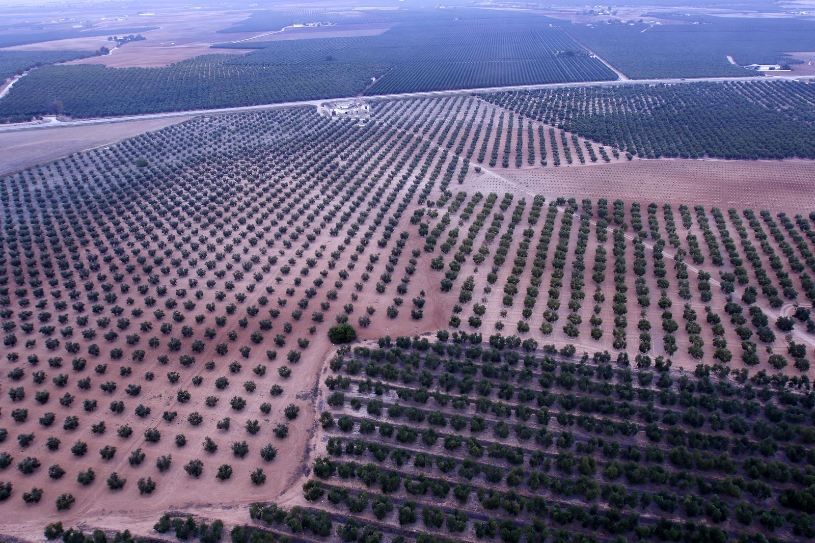 Reportaje sobre el aceite de oliva