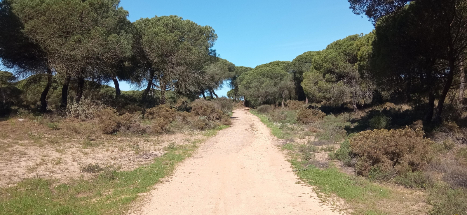 Las imágenes de la ruta de las salinas del Astur y los pinares de Punta Umbría