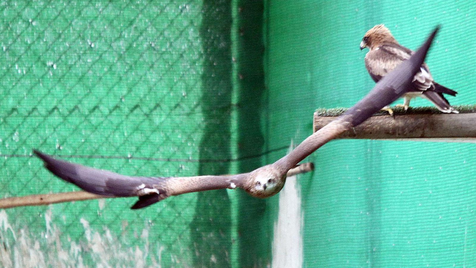 Varias aves en el proceso de recuperación en las instalaciones del CREA.