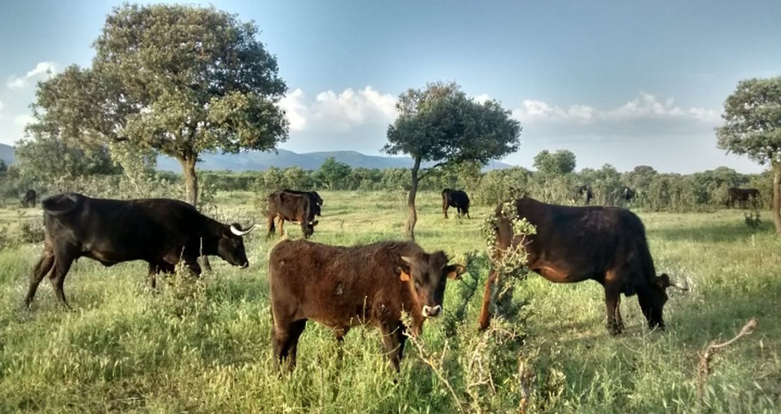 Vacas de raza sayaguesa