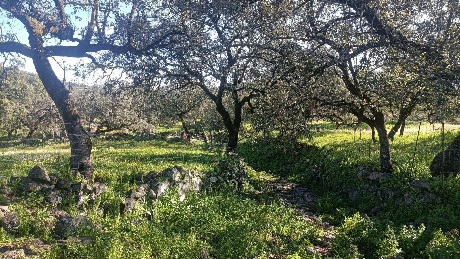 Dehesa a la salida de Campofrío.