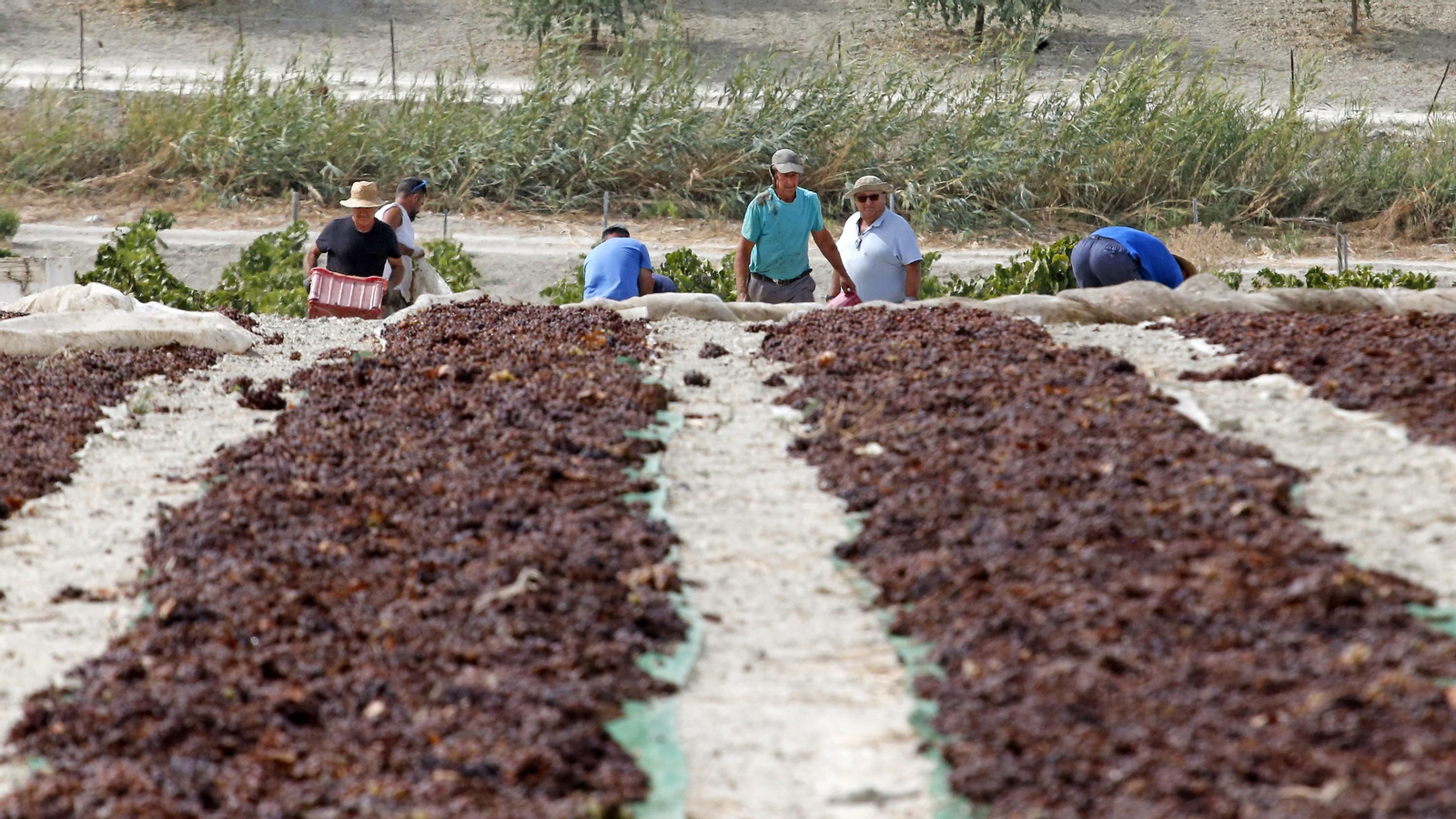Elías Bendodo visita la viña de Pedro Ximenez de González Byass