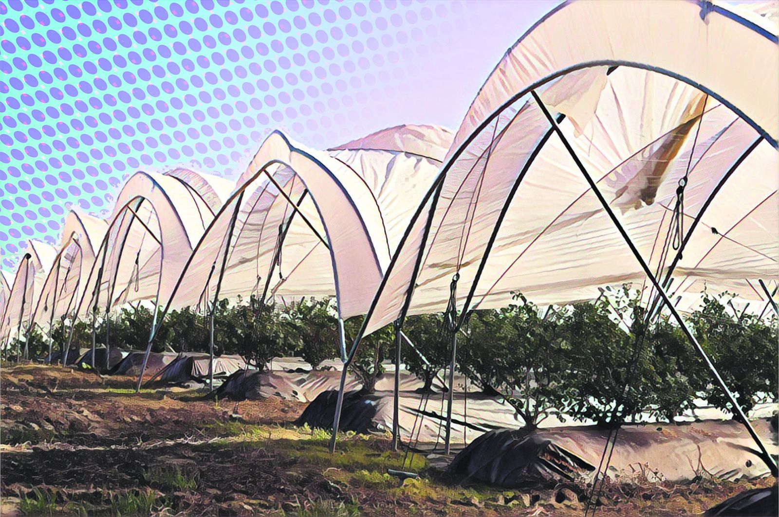 Las fresas y las nuevas directivas europeas de sostenibilidad