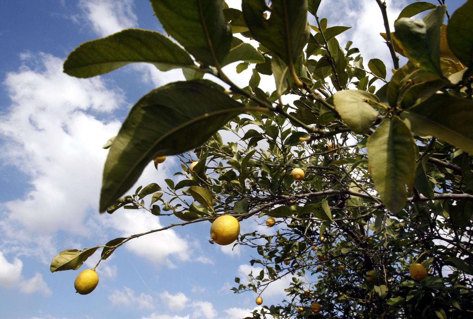 Limoneros del Valle del Guadalhorce.
