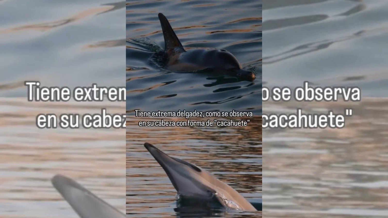 Un delfín con signos de estrés aparece en el puerto deportivo Alcaidesa Marina de La Línea