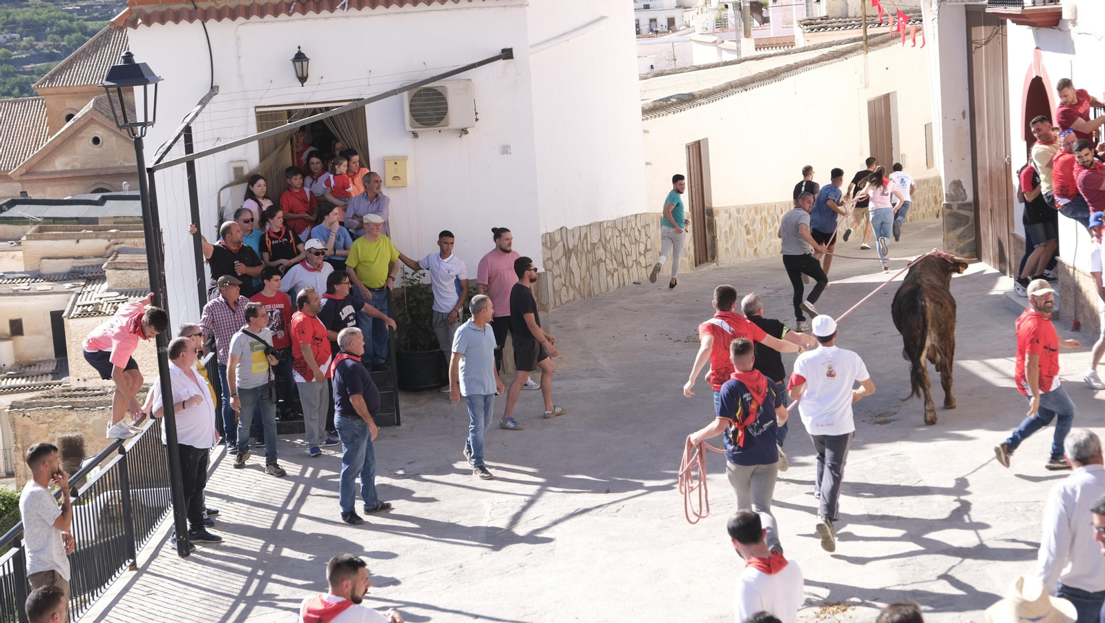 Imágenes de los toros ensogaos y San Marcos, en las Fiestas de Ohanes