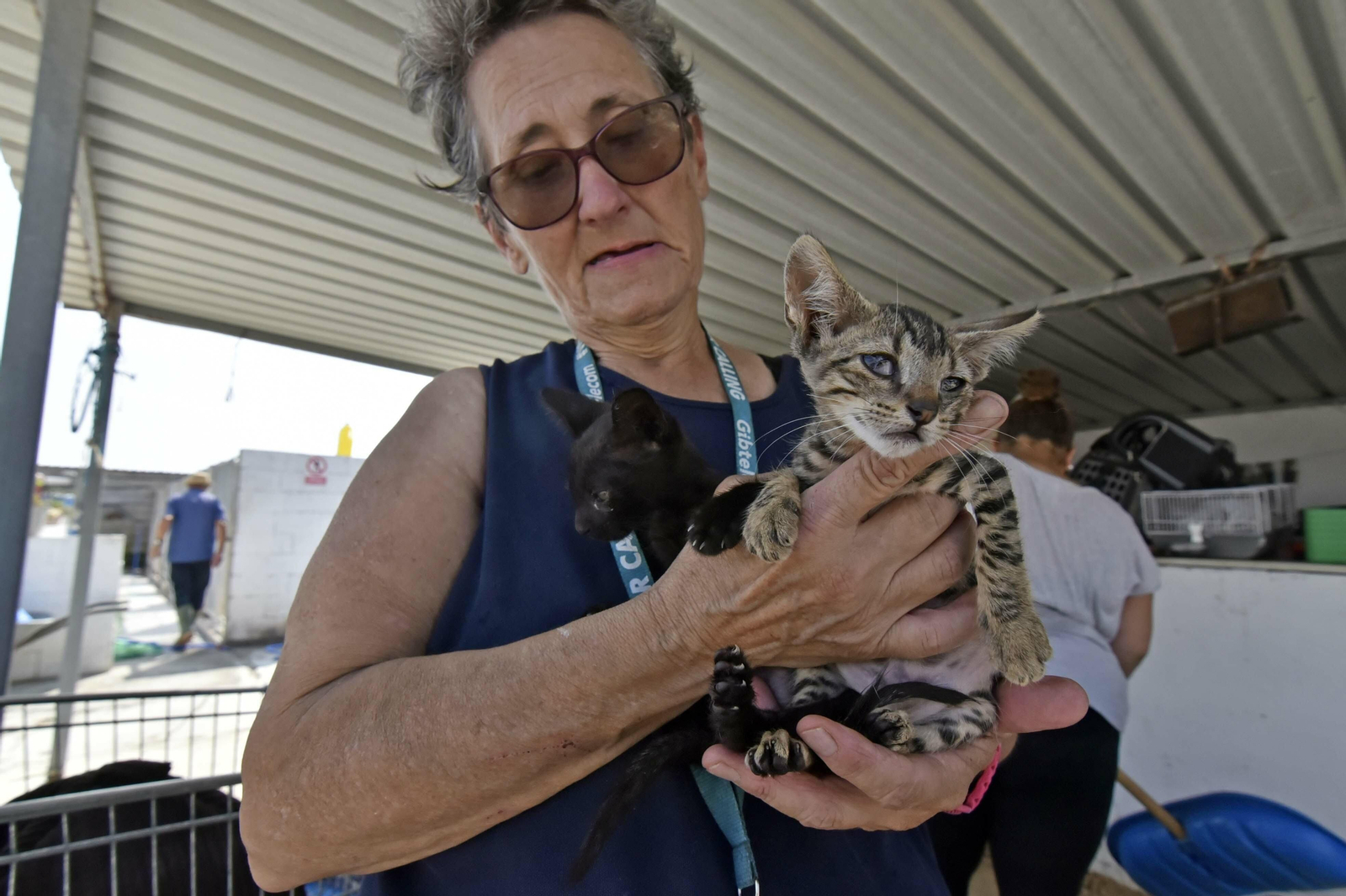 Los voluntarios de la asociación han tenido que paralizar sus labores habituales y dedicarse en exclusiva a la adopción.