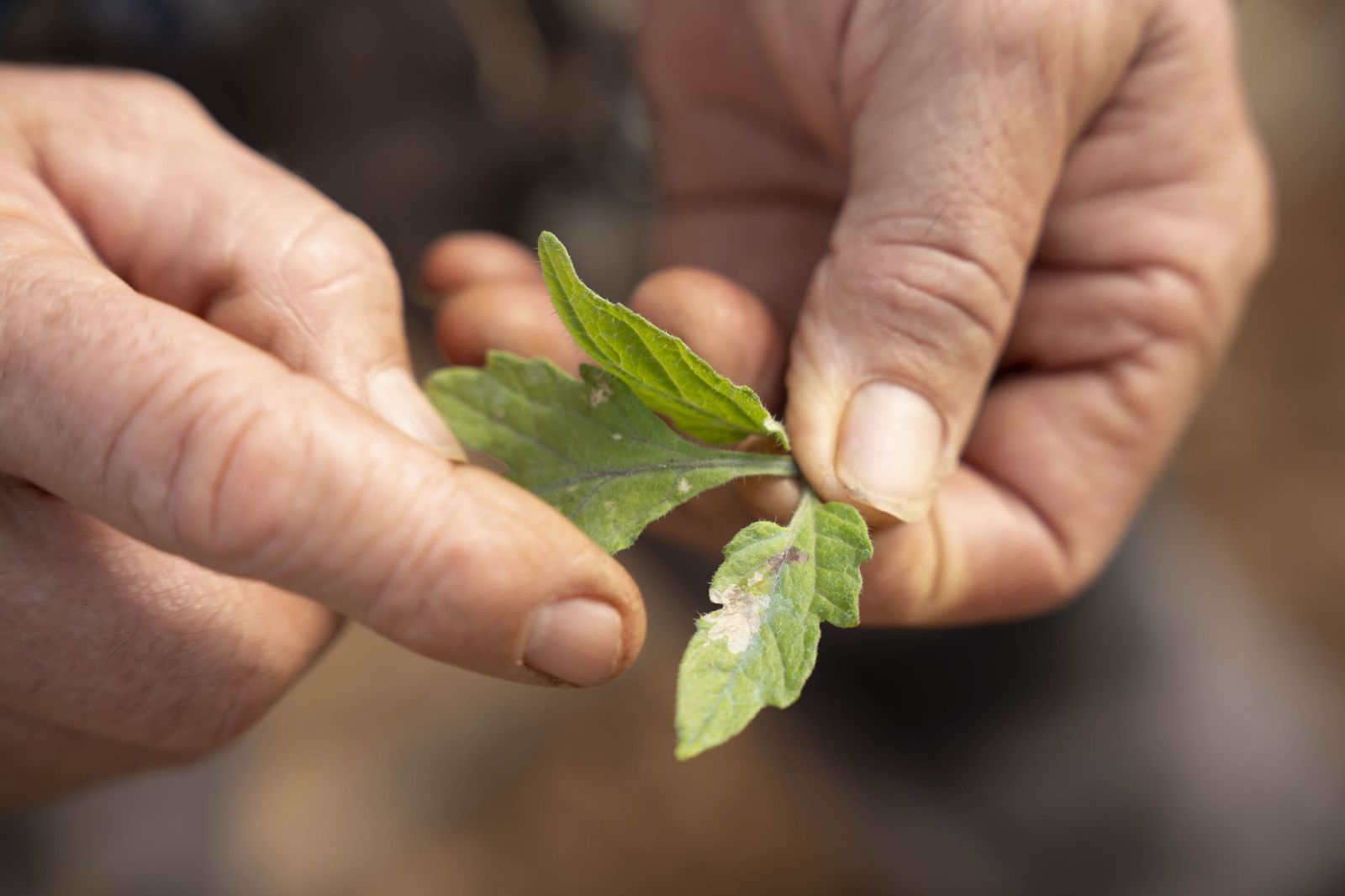 La primavera se planta en invierno entre sandías y tomates almerienses