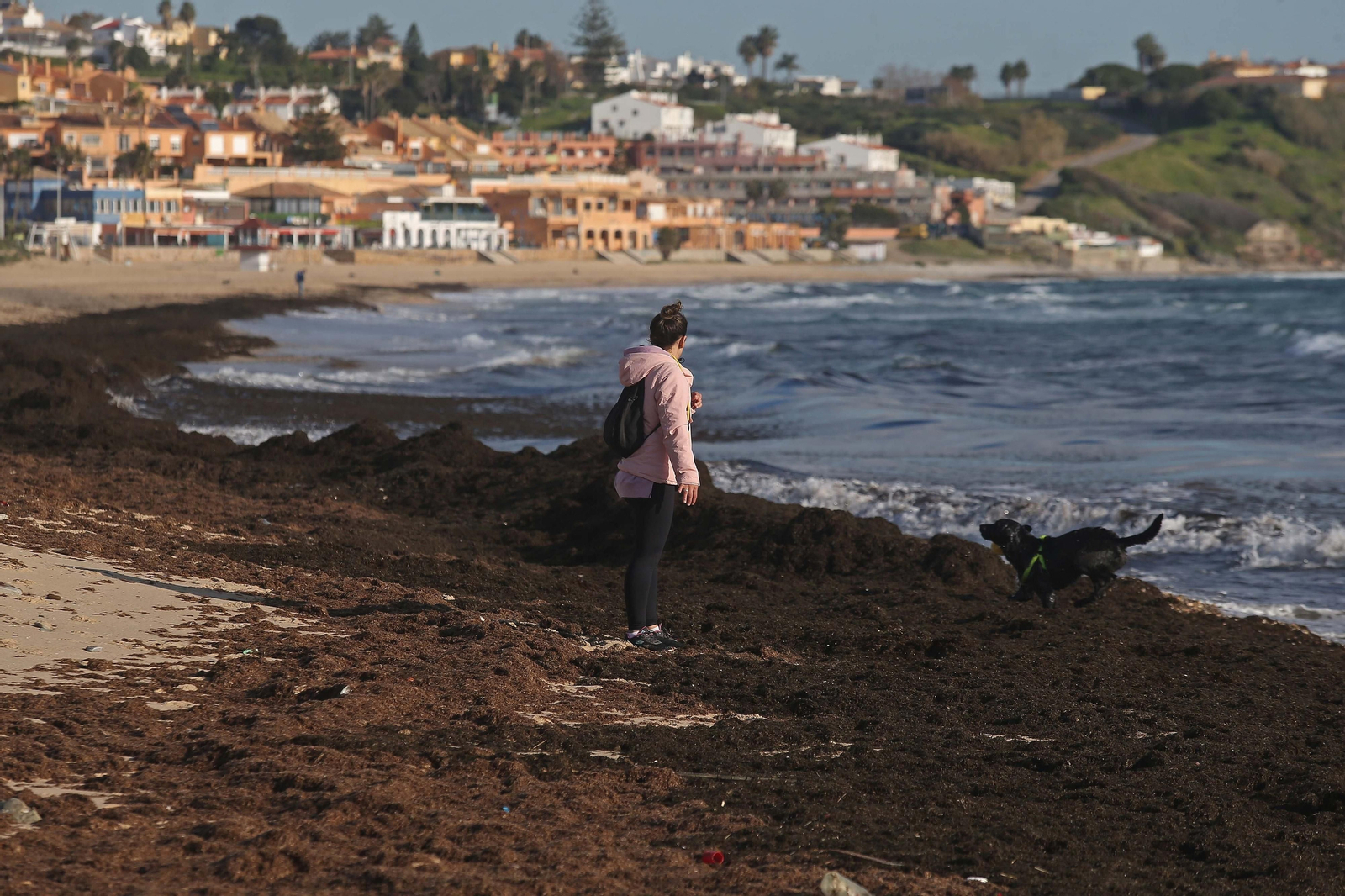 Fotos del alga invasora en la playa de Getares