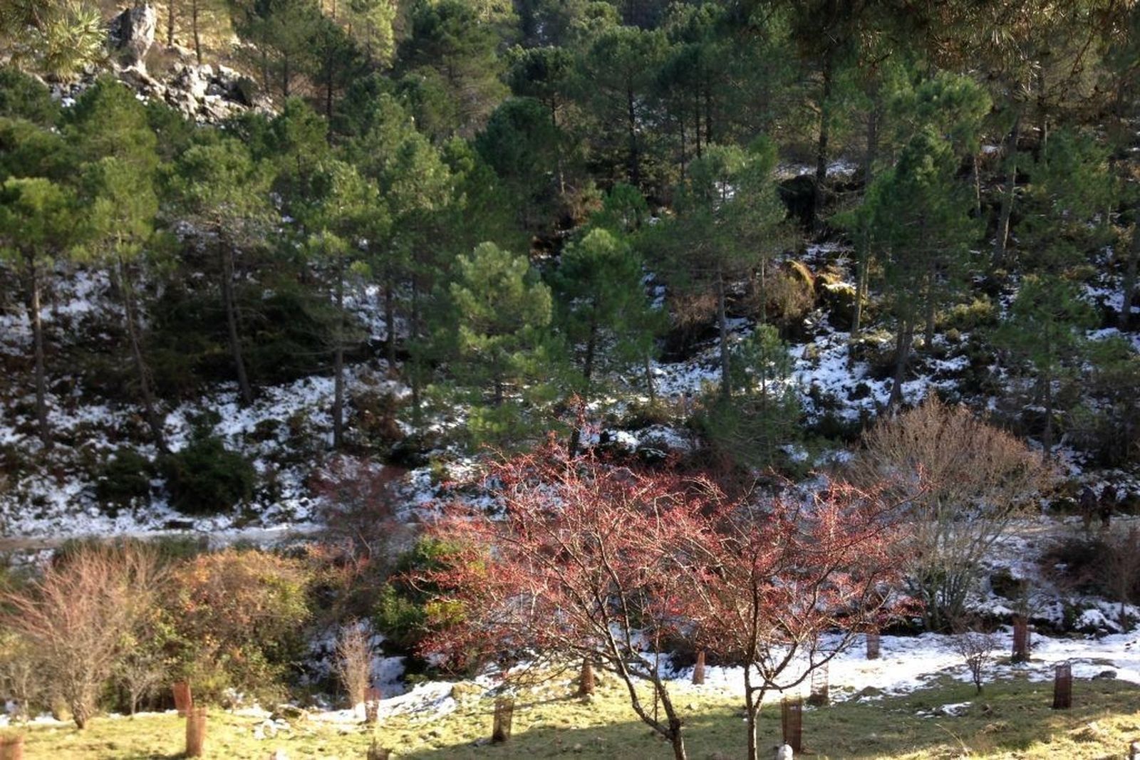 El Camino de Los Charcones, en el Puerto del Boyar, era una antigua ruta pecuaria.