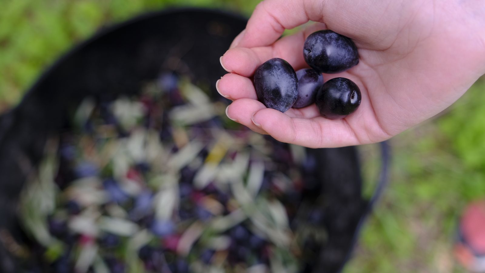 Recogida de aceituna.