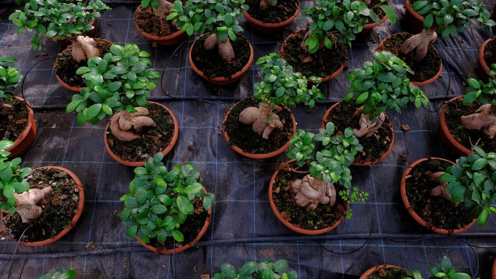 Los ficus Ginseng gustan por su parecido a un bonsai.