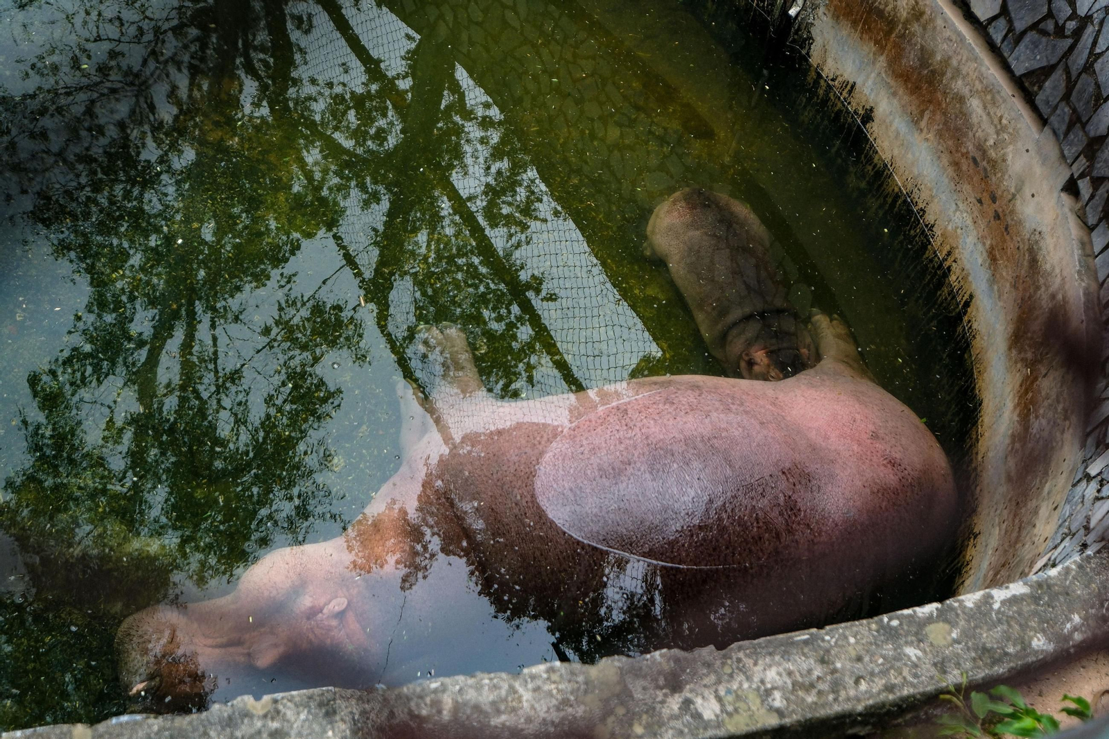 ¡Bienvenido al mundo! Un adorable hipopótamo bebé hace su debut en el zoológico de Hanói, robando corazones con su encanto