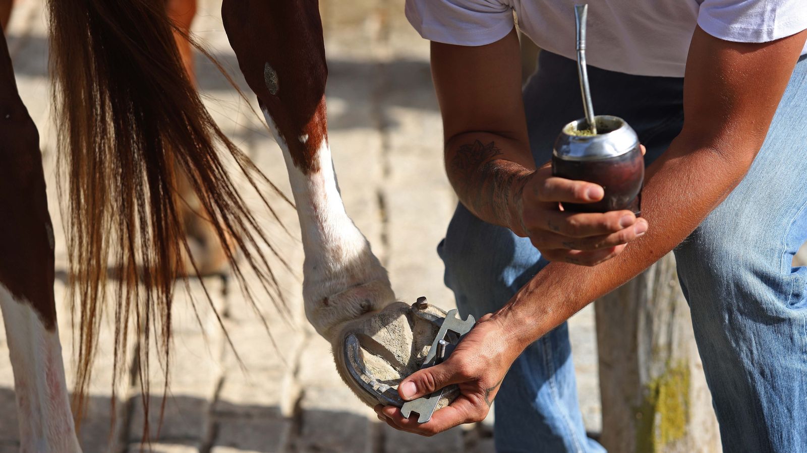 El polo desde dentro