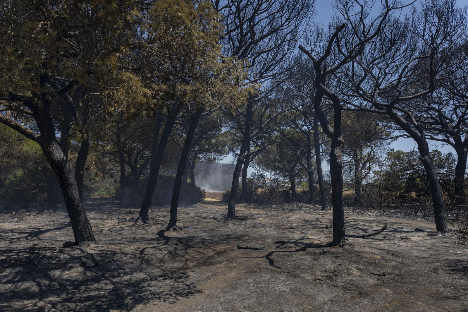 Las imágenes del incendio declarado junto a Roche, en Conil