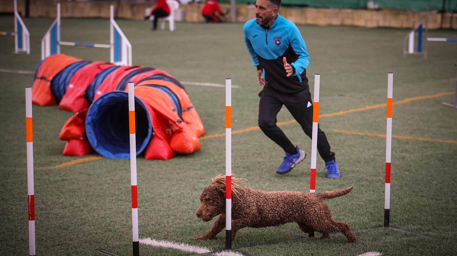 Habilidad canina en la prueba puntuable para el Campeonato de España de 'Agility' celebrado en Jerez Espectaculares las pruebas de disciplina canina puntuables para el Campeonato de España de Agility