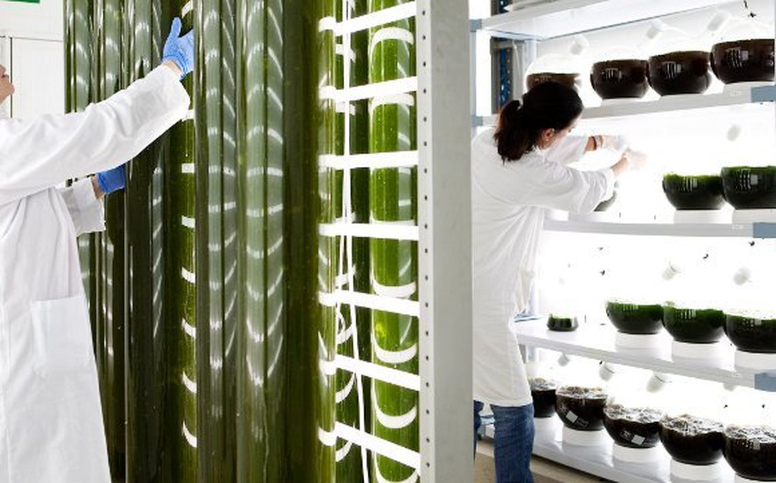 La empresa portuense Fitoplancton Marino logra el primer Novel Food en España