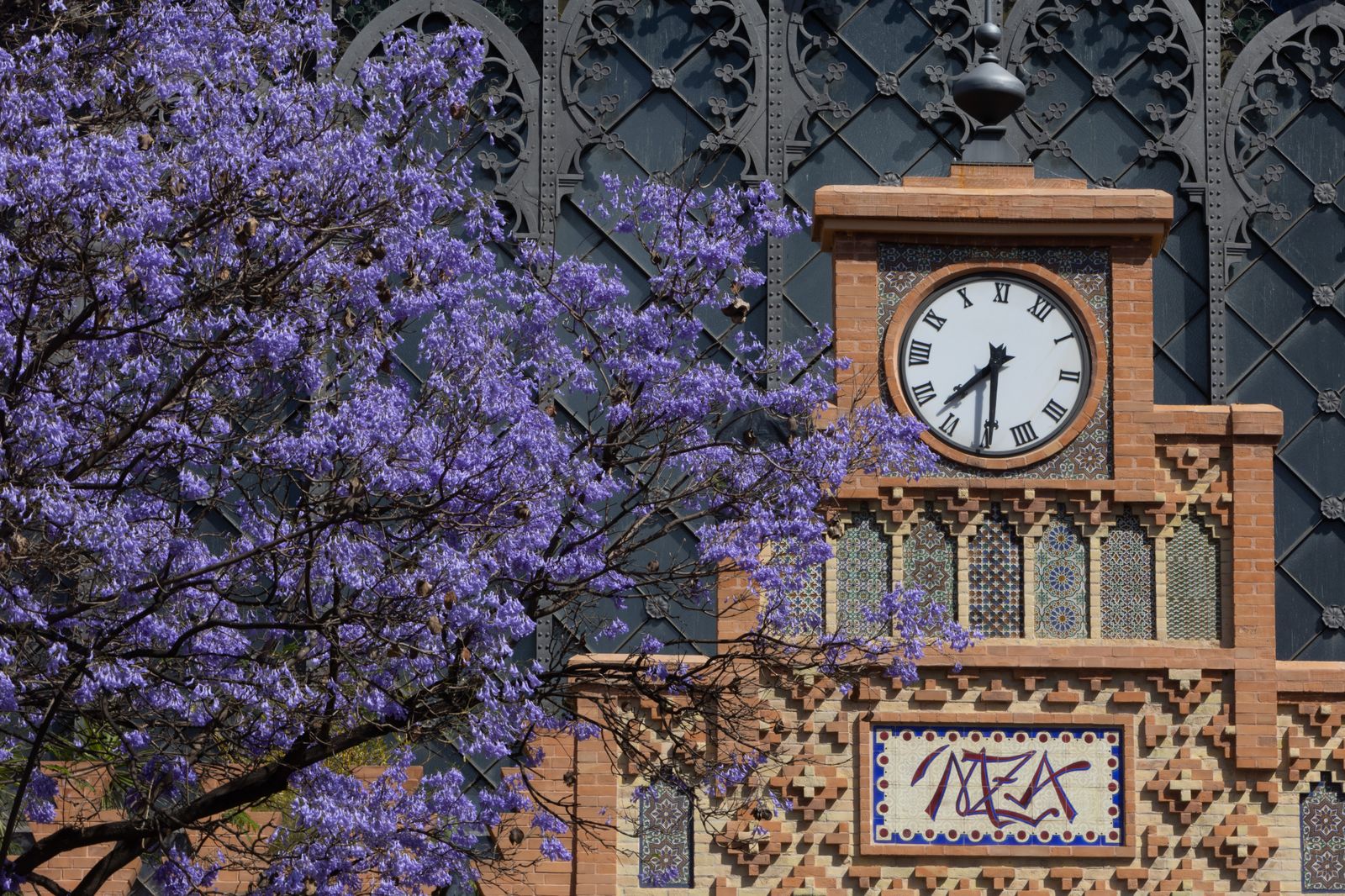 Las jacarandas vuelven a teñir de morado Sevilla