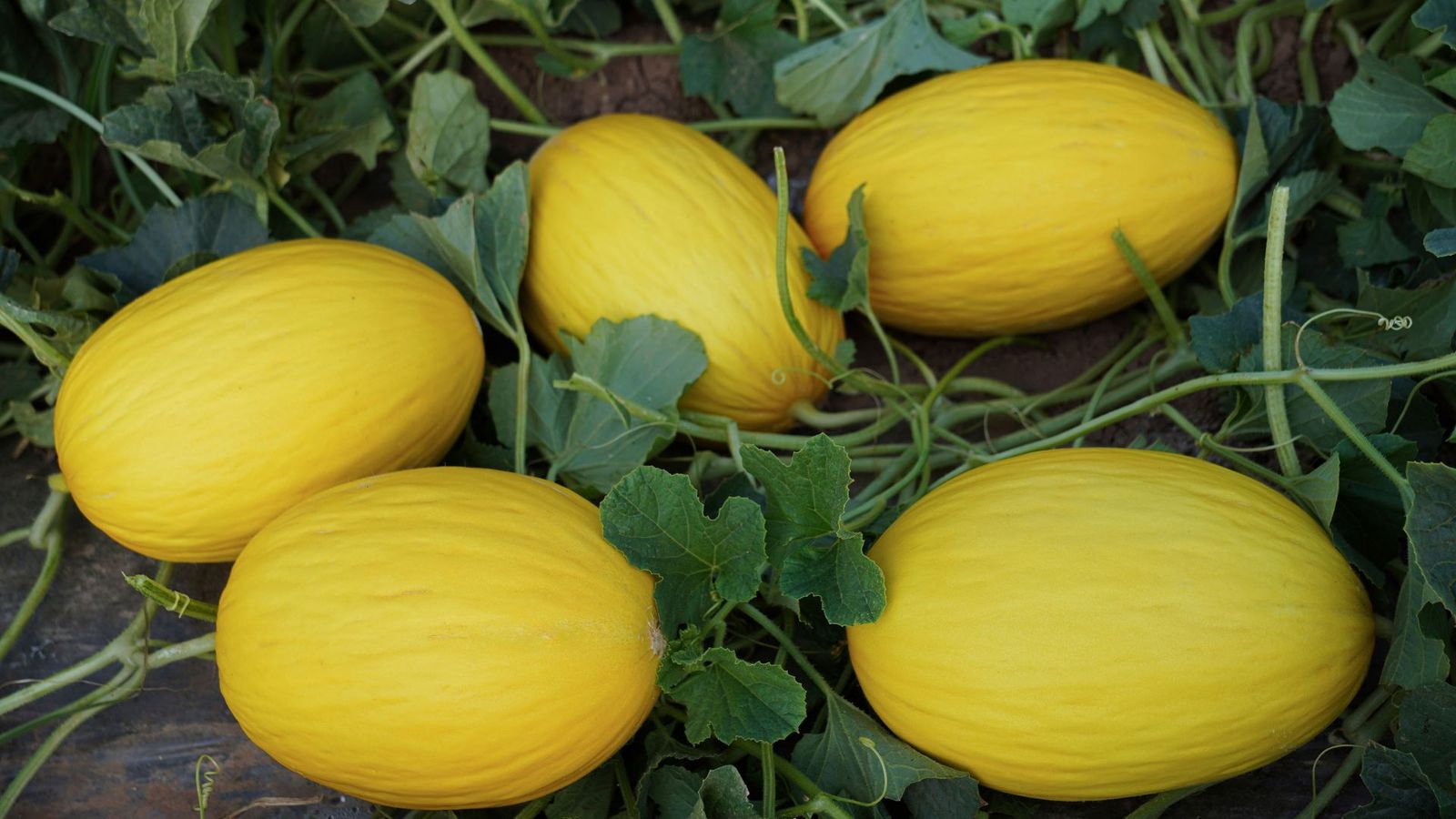 Producto de Ramiro Arnedo.