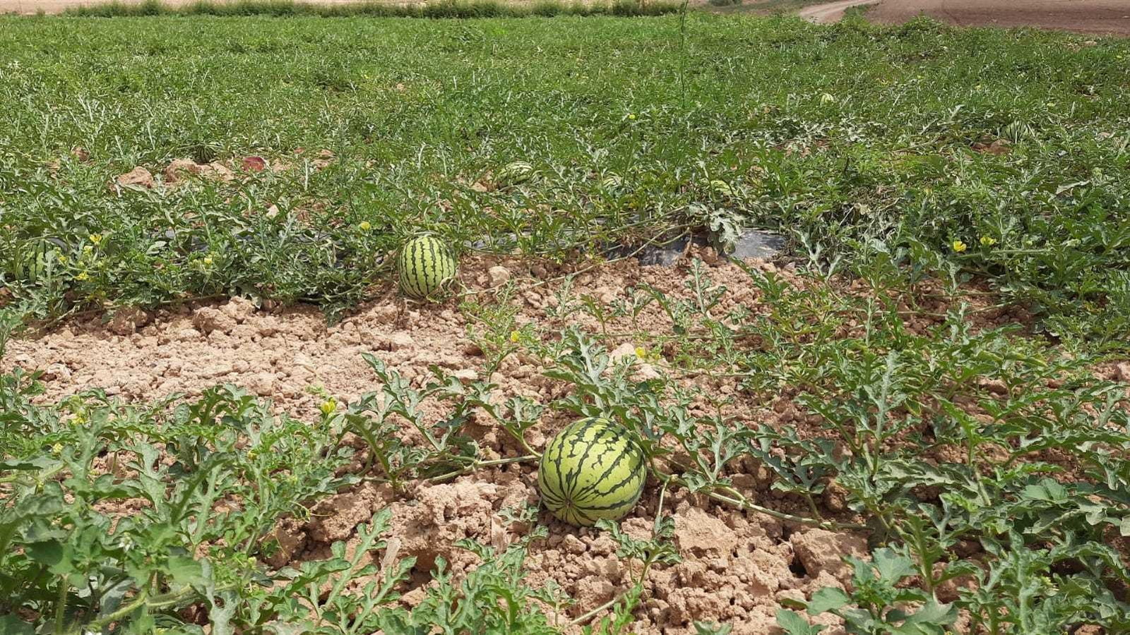 Finca de sandía ecológica en Almería.