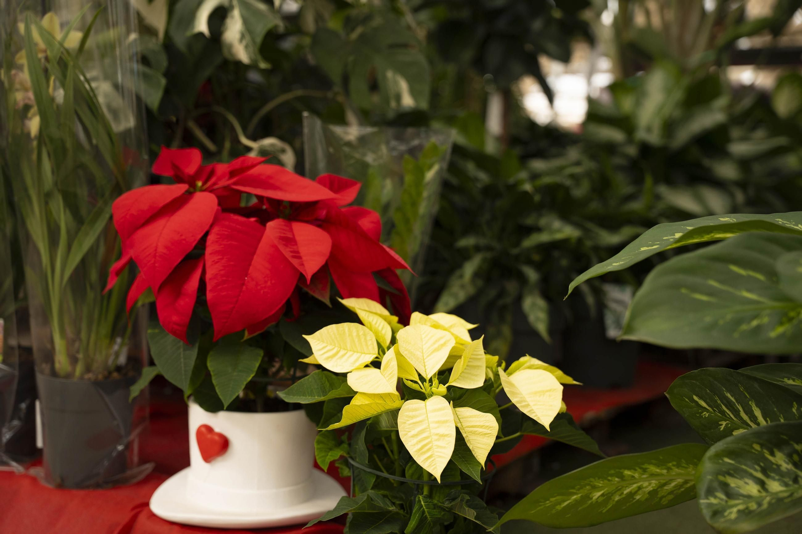 Así son las flores de pascua de SolísPlant, en imágenes