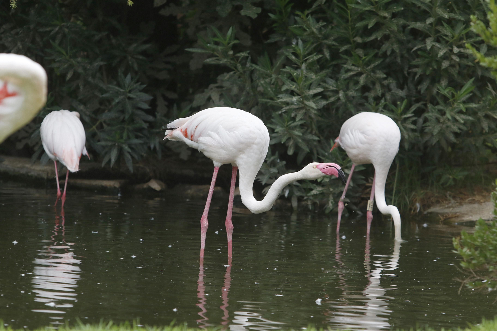 Las imágenes de la reapertura del zoo de Córdoba