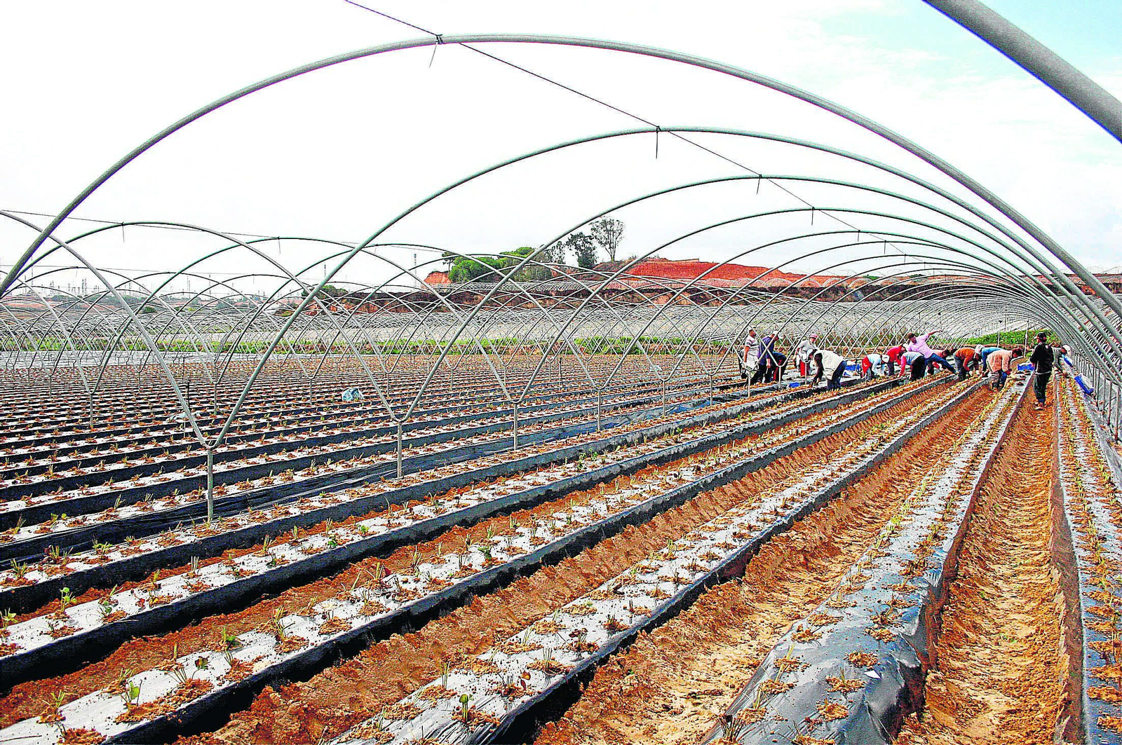 Cultivo de fruto rojo en el entorno del Parque de Doñana.