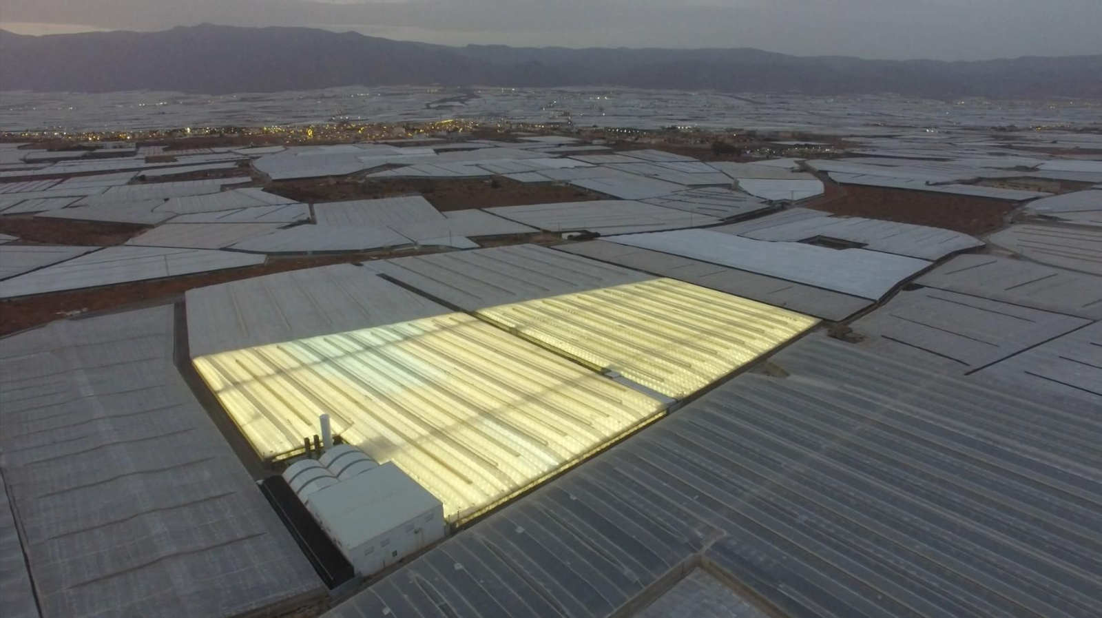 Viaje al interior de los invernaderos de última generación para el cultivo del cáñamo