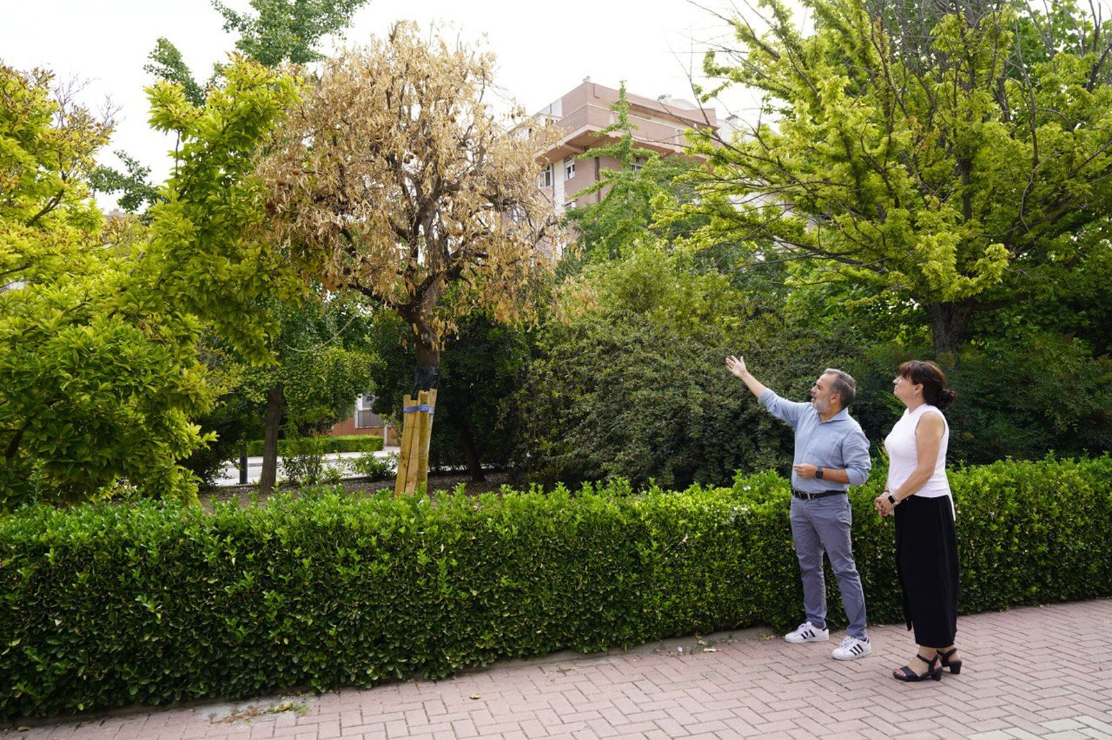 Los concejales del PSOE Jacobo Calvo y Eva Fernández, junto a uno de los naranjos.