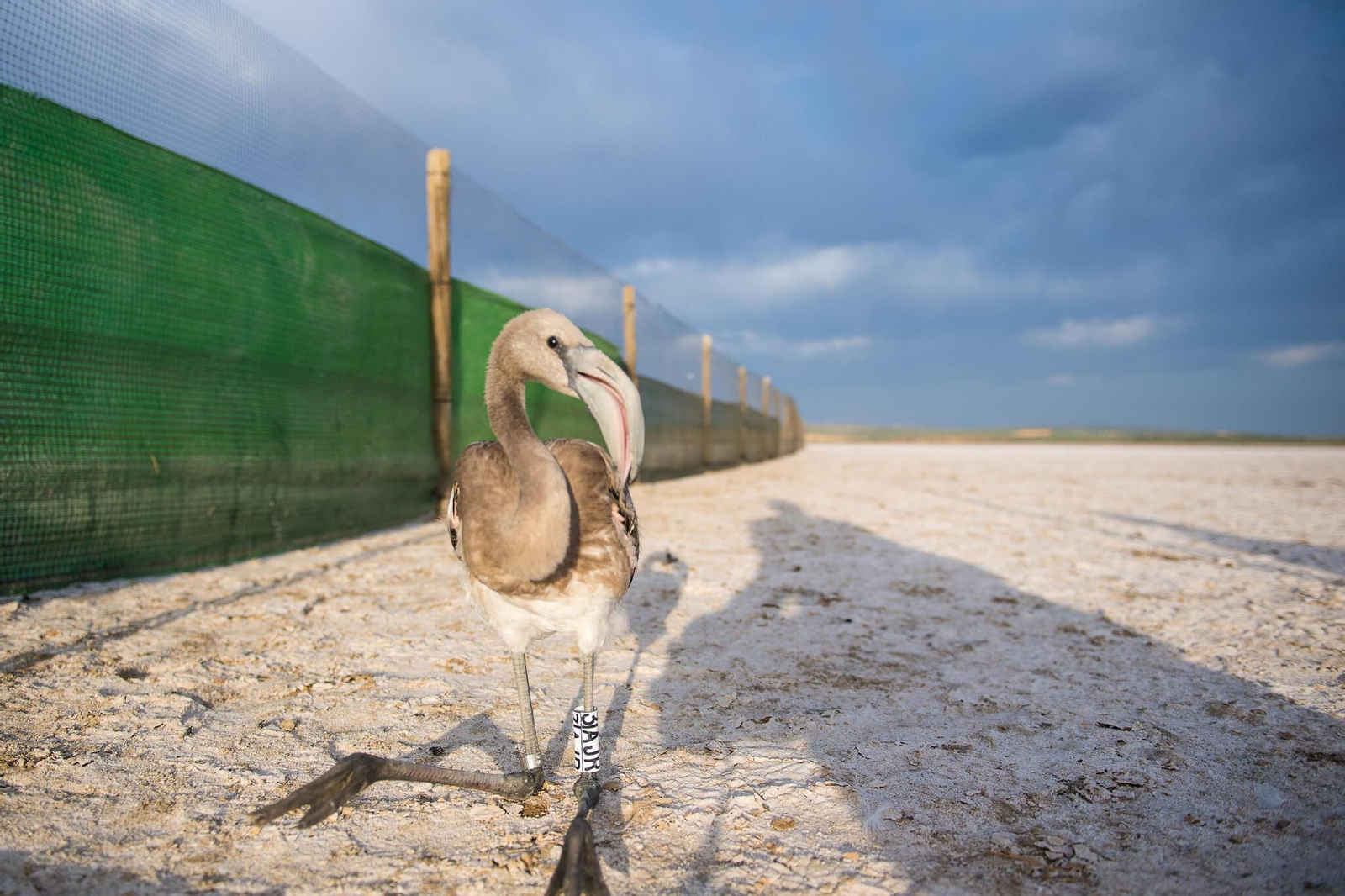 Flamencos en la Laguna de Fuente de Piedra durante el anillamiento (fotos)