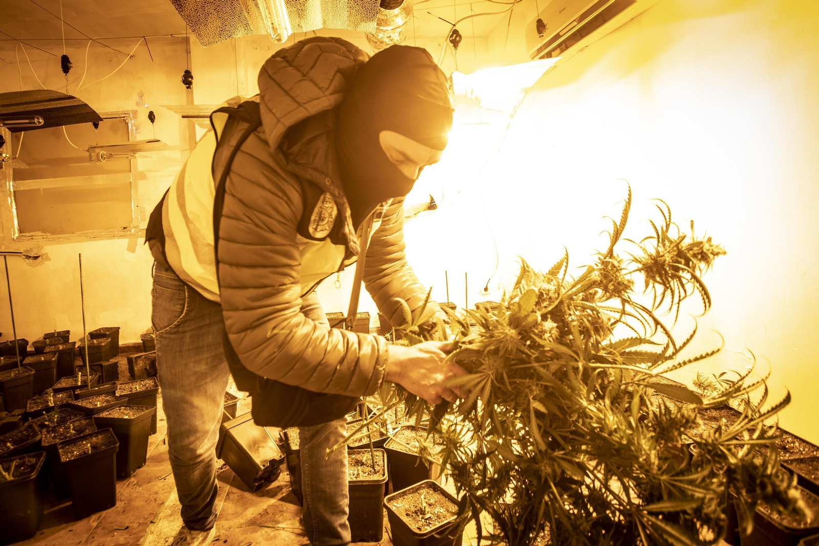 Un agente de la Policía Nacional inspecciona plantas de marihuana en Granada Un agente de la Policía Nacional inspecciona plantas de marihuana en Granada