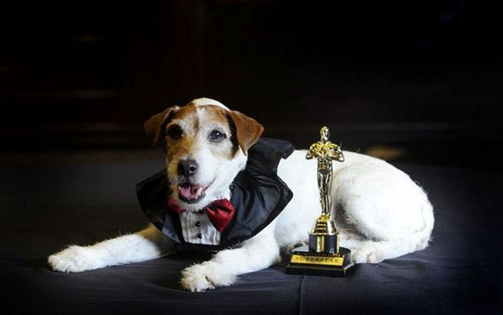 Muere 'Uggie', el perro de 'The Artist'
