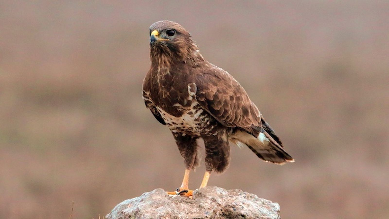 WWF crea un grupo de aves "centinelas" contra el envenenamiento de animales