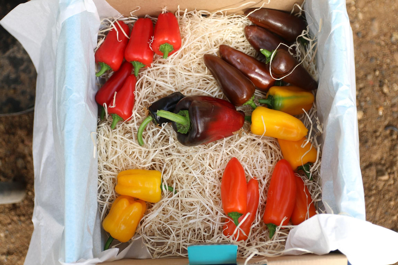 Fotogalería de la presentación de Plataforma Tierra, de Cajamar e IBM