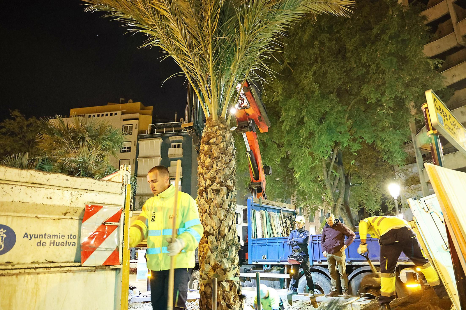 Las mejores imágenes de la plantación de la nueva palmera de Huelvaga
