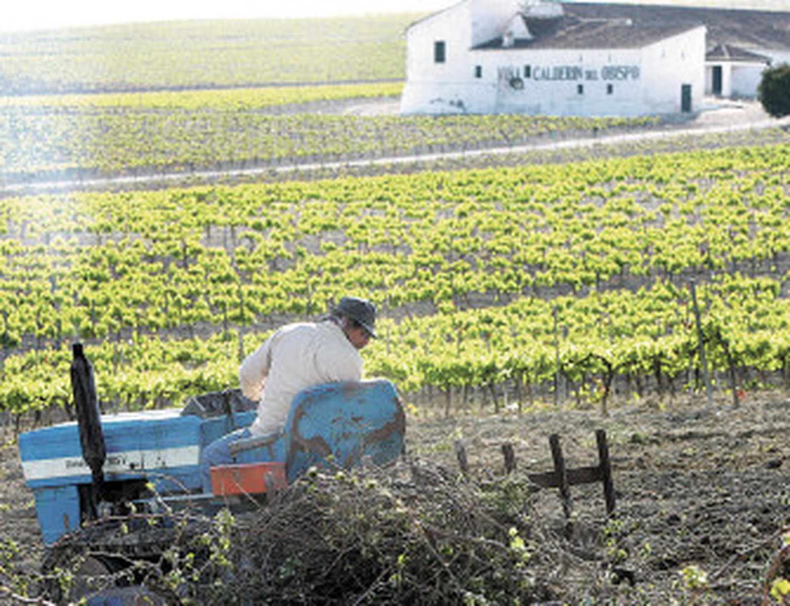 Arranque de viñedo contrarreloj