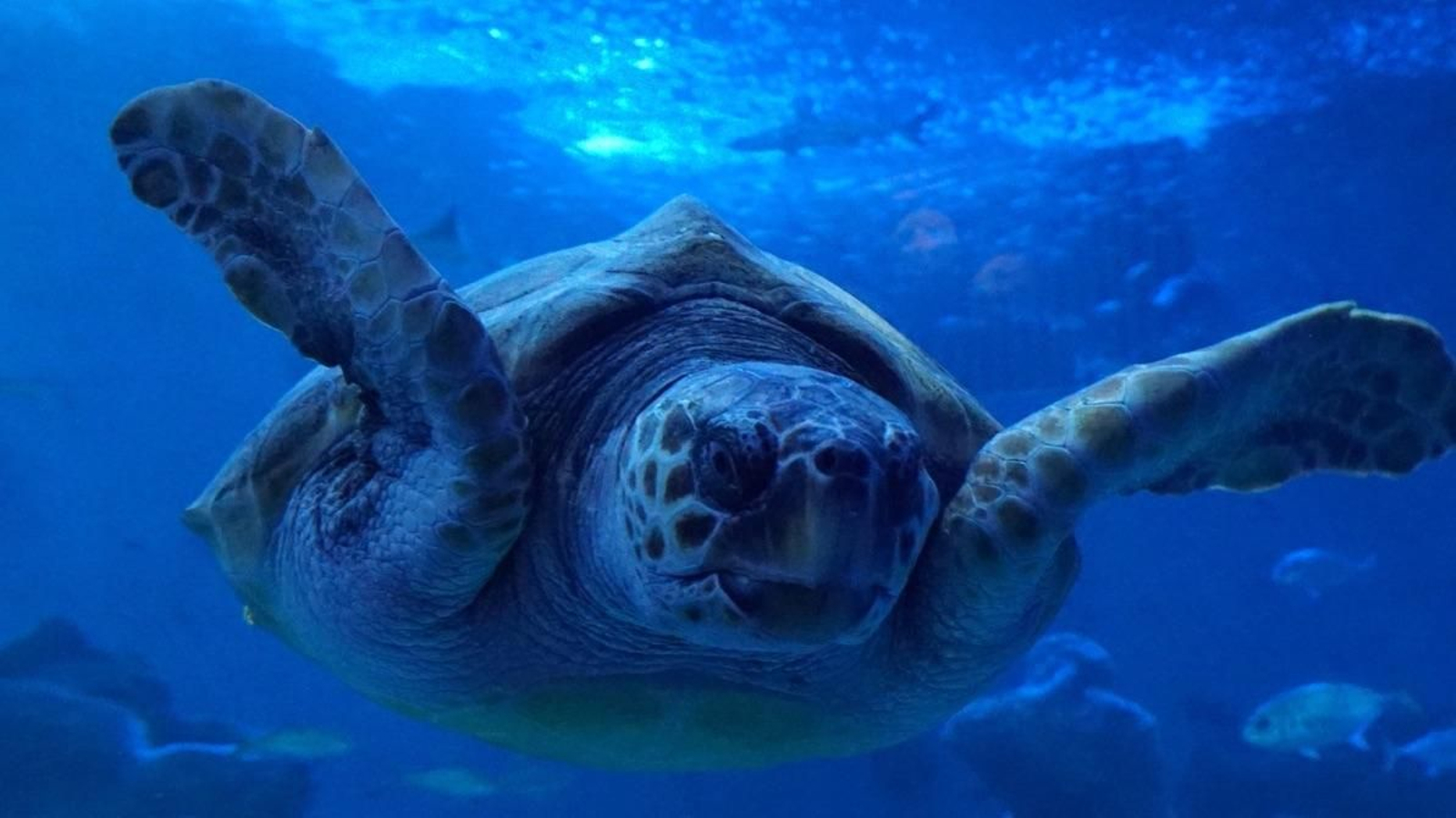 Acuario de Sevilla