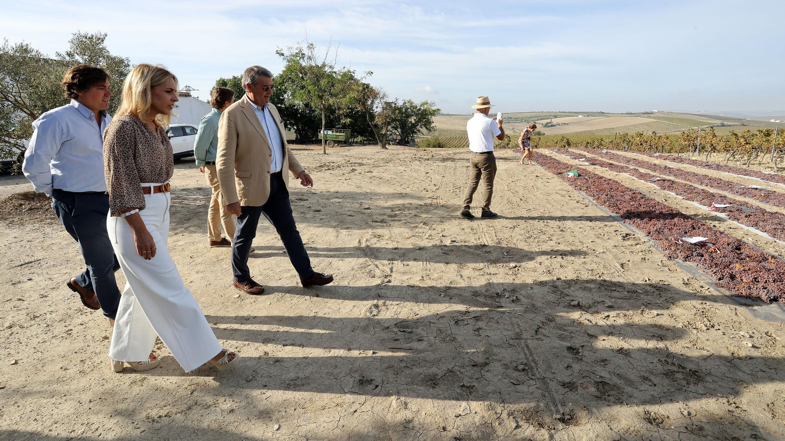 Vinos ecológicos con uva Pedro Ximénez