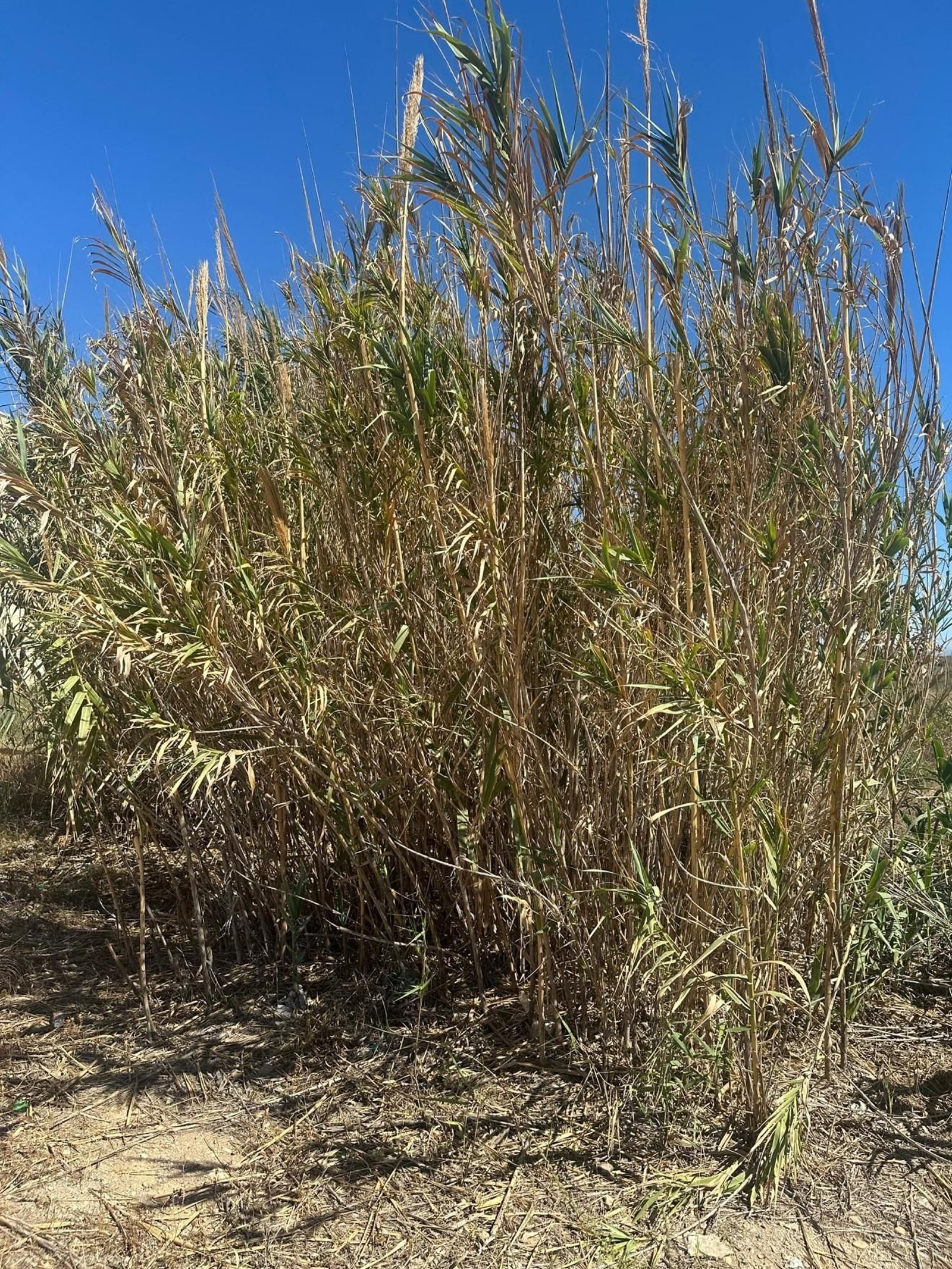 Invasión de la caña común (Arundo donax) en Cabo de Gata, Almería.