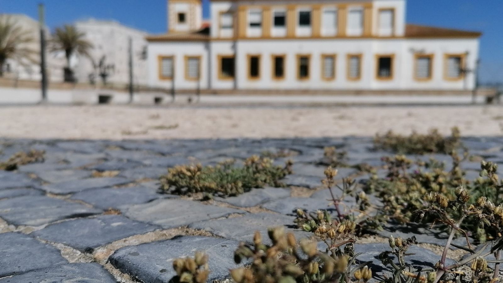 Malas hierbas que afloran del pavimento.