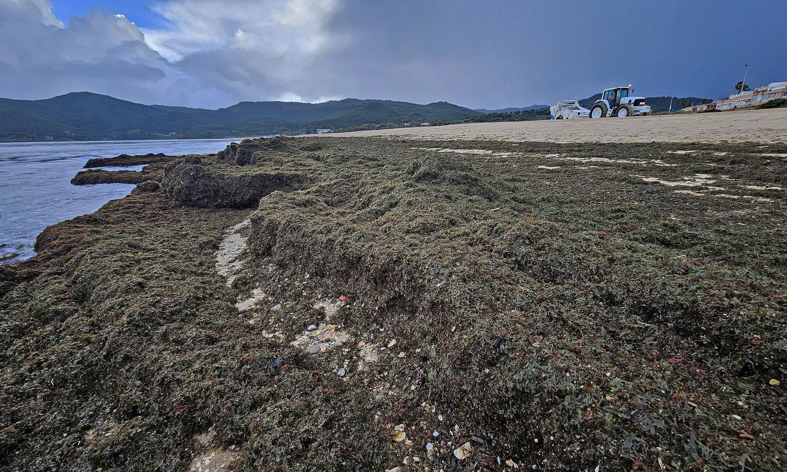 Fotos del nuevo arribazón de alga invasora en la playa de Getares en Algeciras