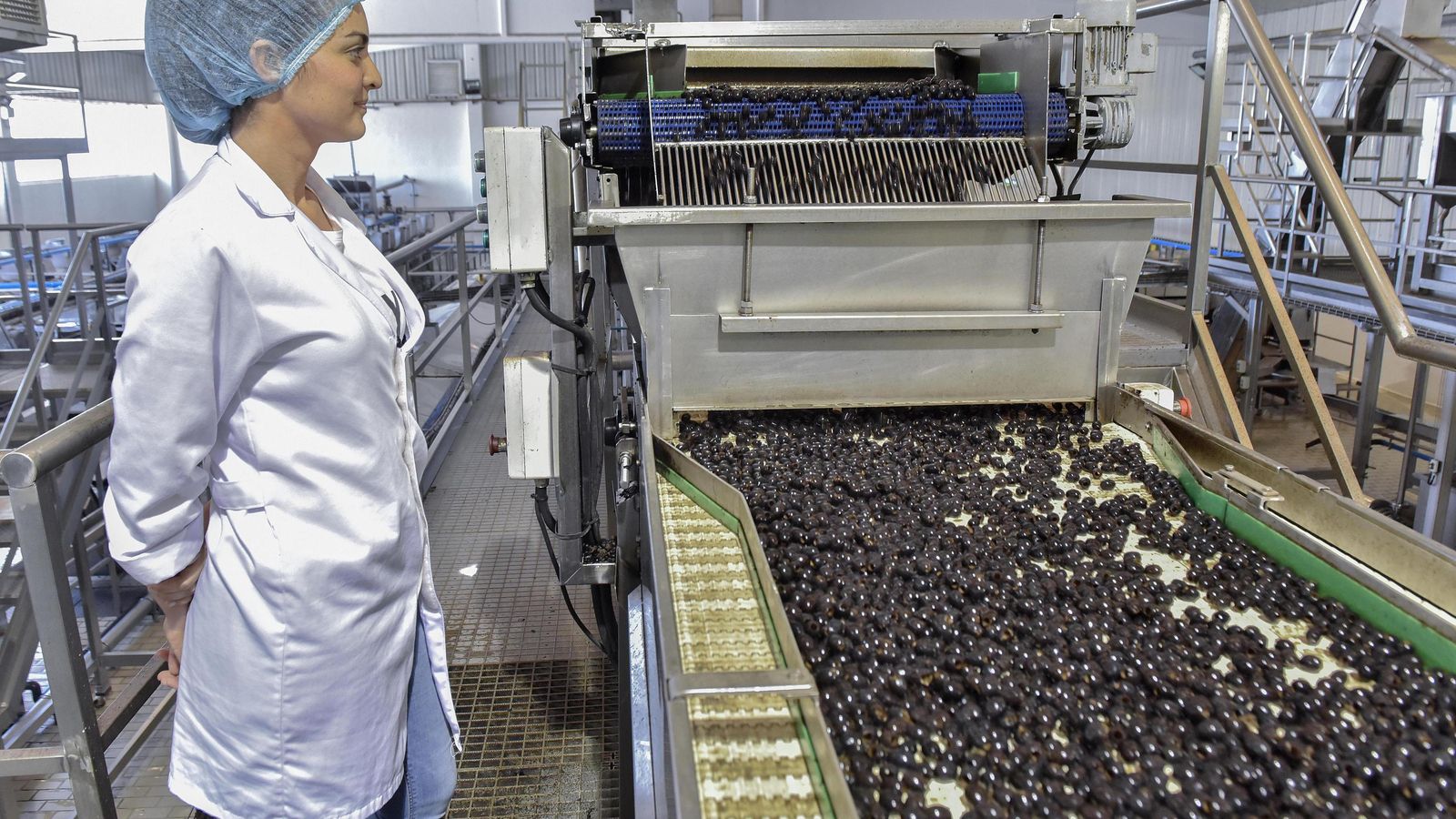 Las aceitunas negras son clasificadas y procesadas antes de pasar a su venta