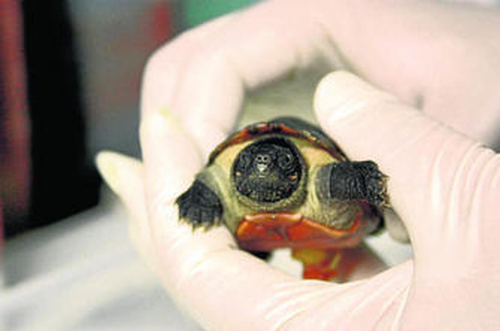 Una de las crías de la tortuga gigante que nació en Bioparc Fuengirola.