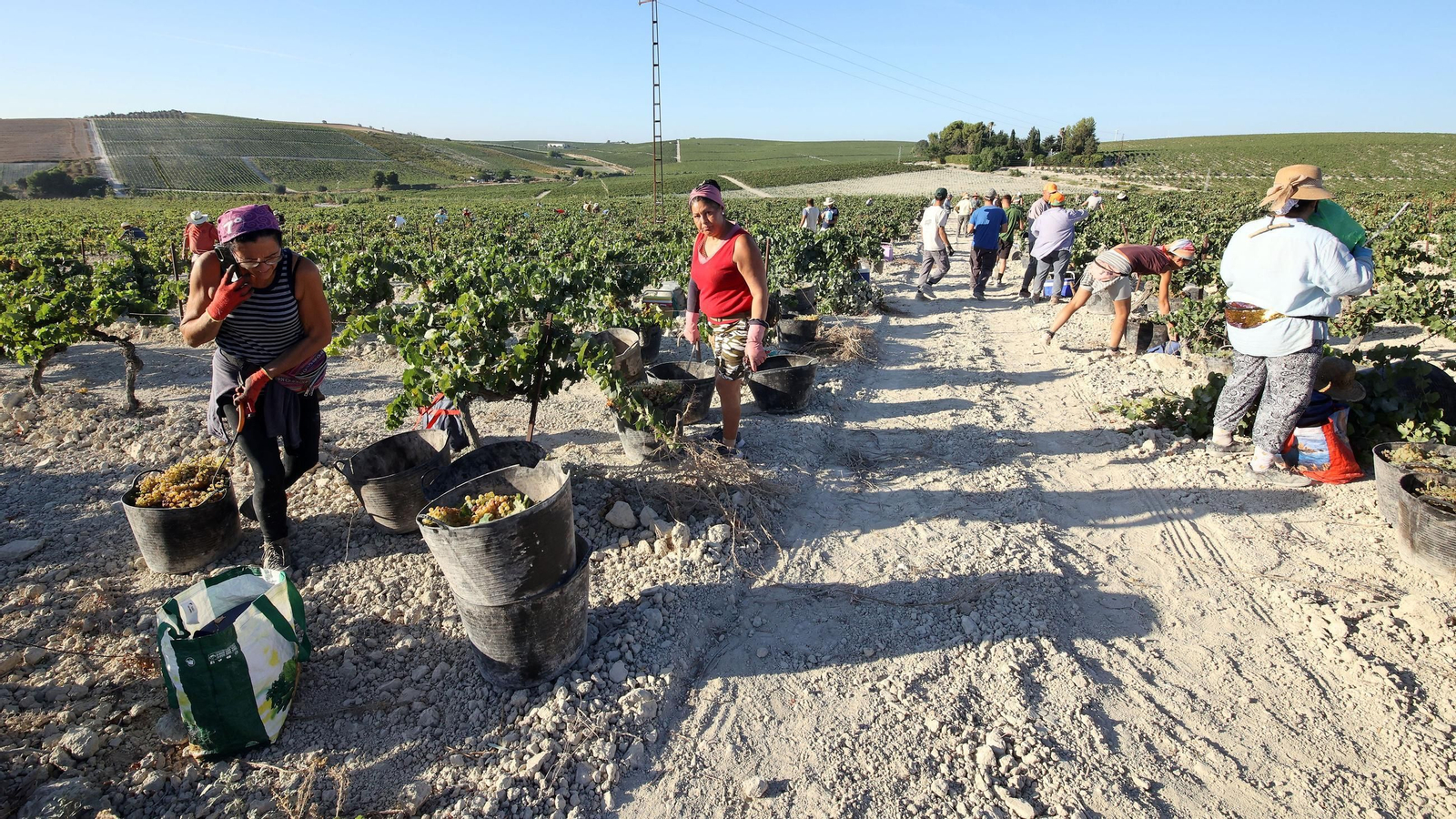 Vendimia a mano en la Viña El Caribe en Jerez