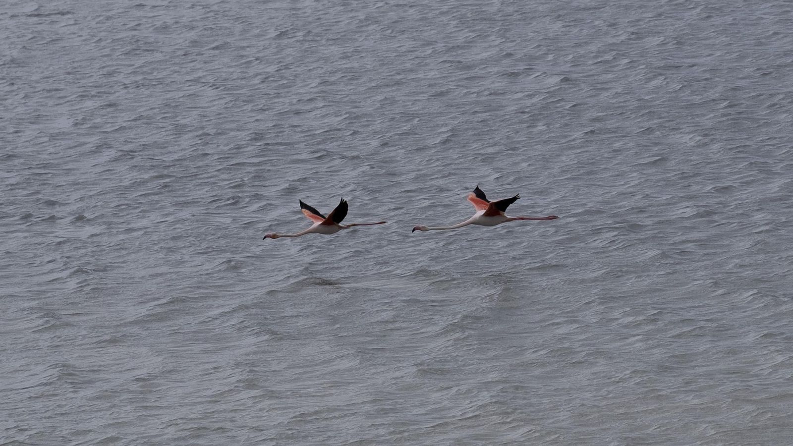 Flamencos durante un vuelo sobre la laguna.